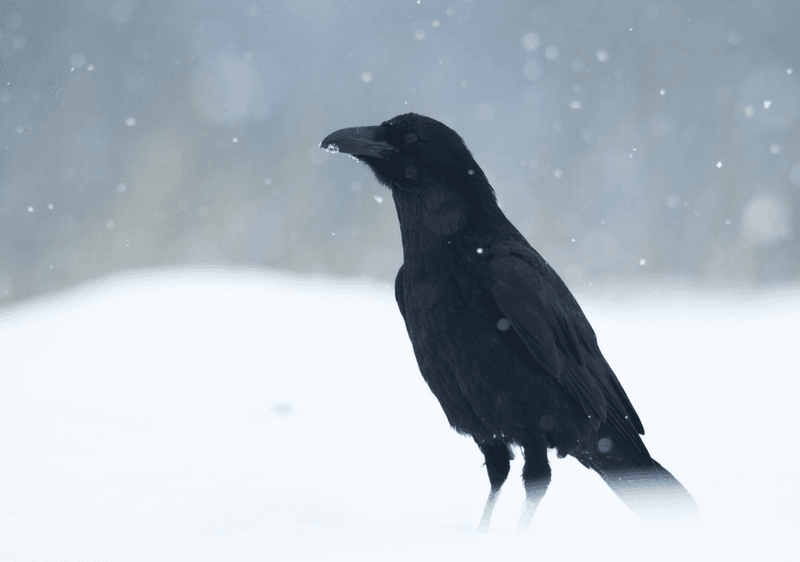 Ravens