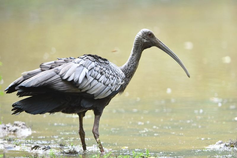 Colorful Ambassadors Of The Wetlands