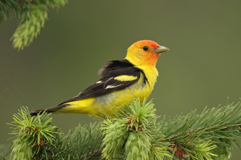 Living Rainbow: The Western Tanager