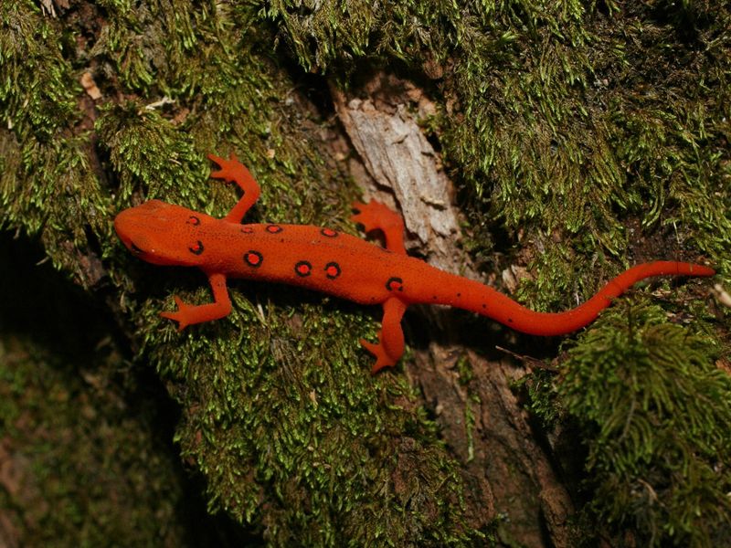 Crimson-Spotted Amphibian Mystery