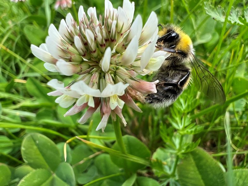 Plant Clover In Your Lawn