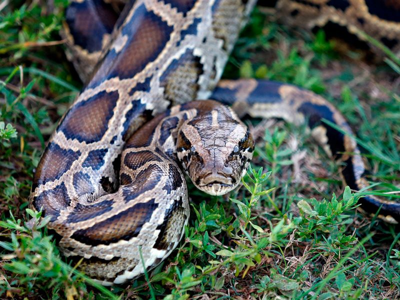Burmese Python