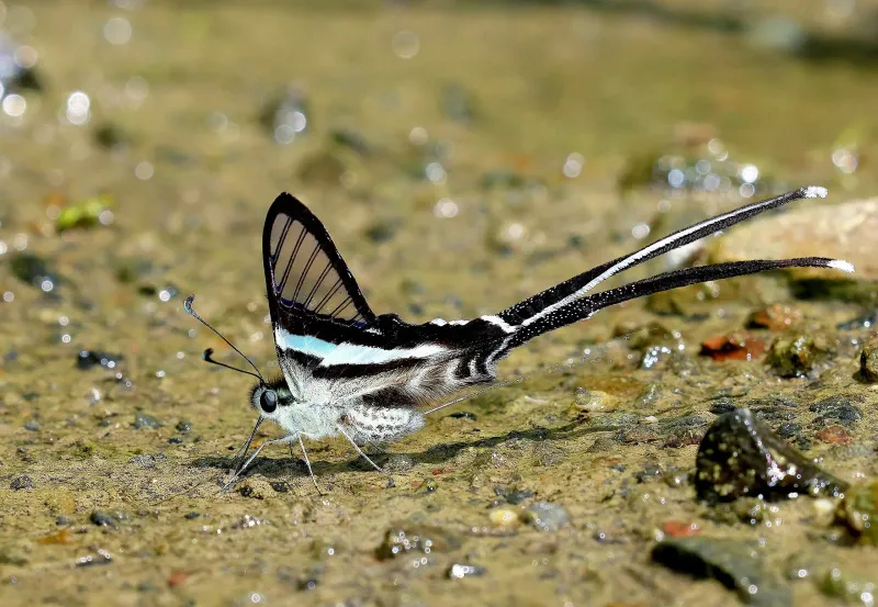 Green Dragontail Butterfly