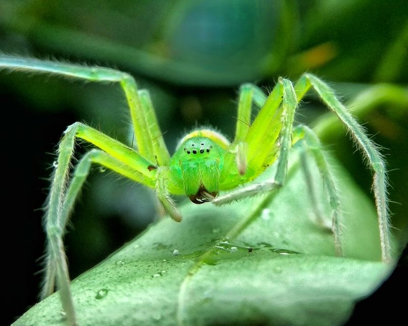 Green Huntsman Spider