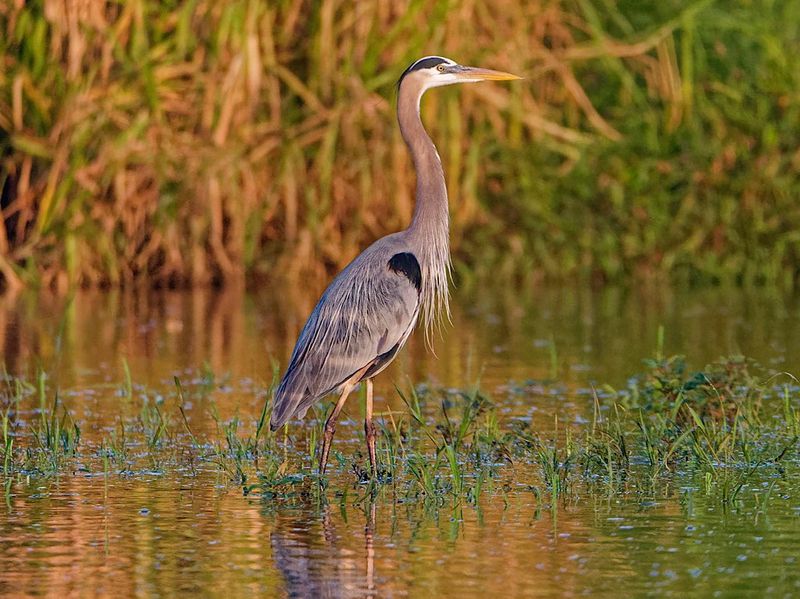 Feathered Fishermen
