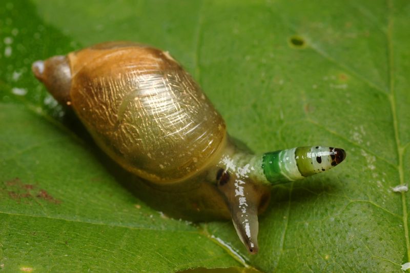 Green-Banded Broodsac