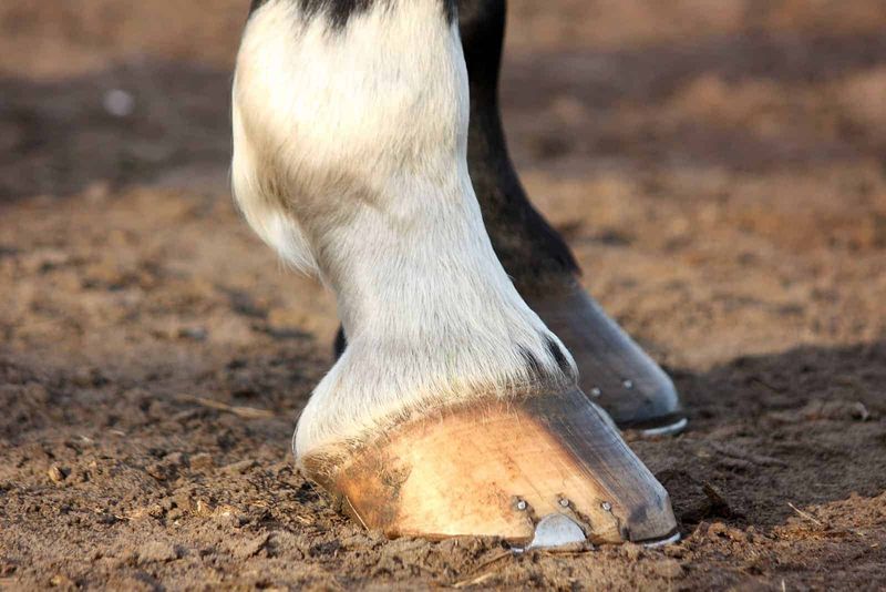One-Toed Wonders