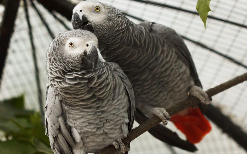 Feathered Friendships: Parrots