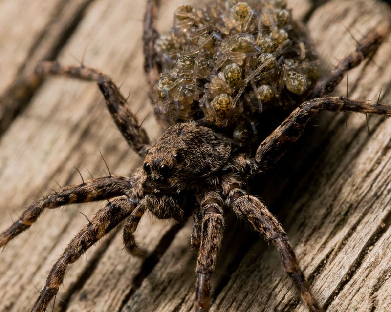Wolf Spider's Backpack Babies