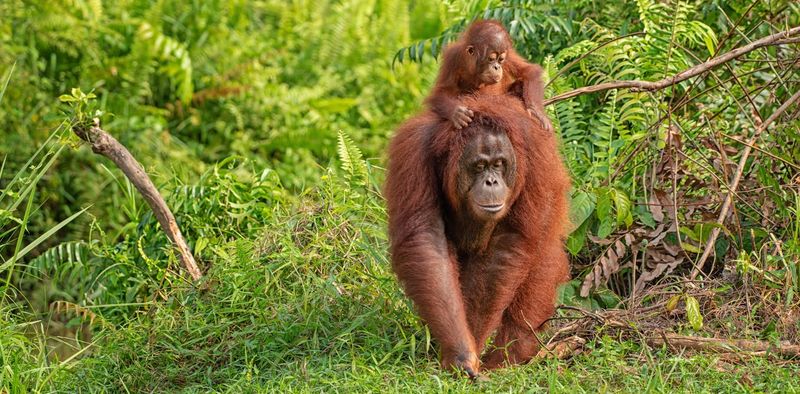 Orangutan