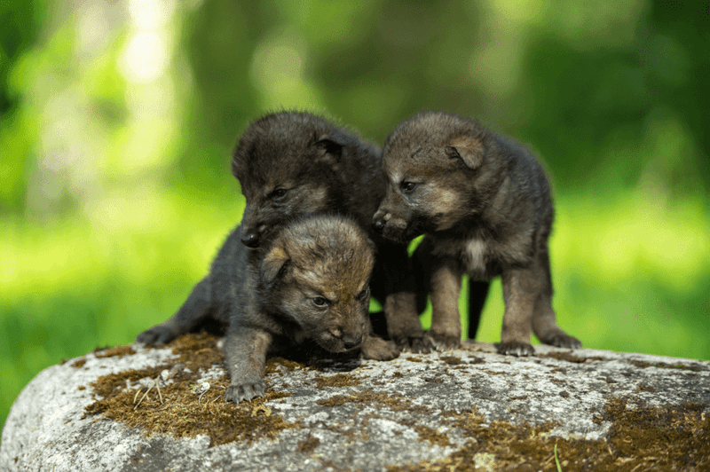 Wolf Pack's Communal Cubs