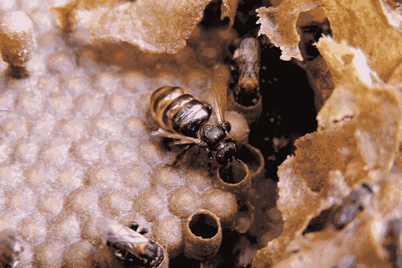 Honeybees: The Collective Nursery