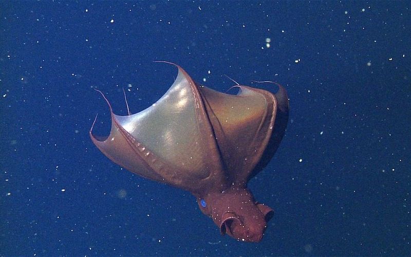 Squid's Mysterious Deep-Sea Demise