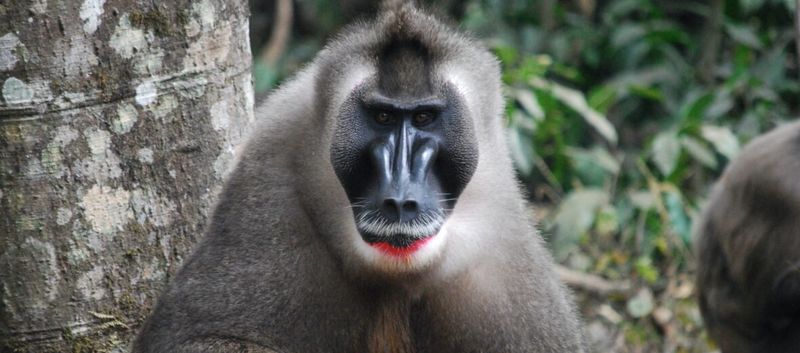 Drill: The Forgotten Rainforest Giant