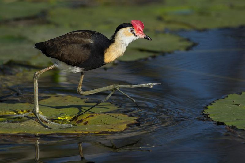 Jacana