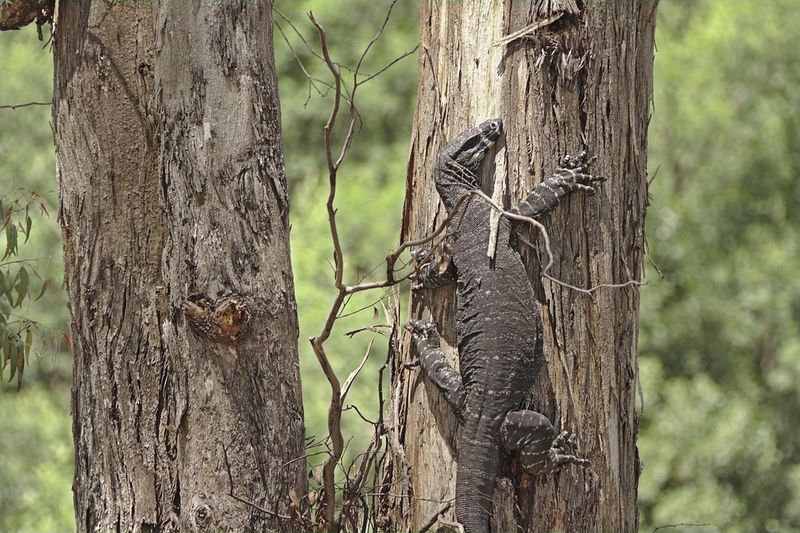 Goanna
