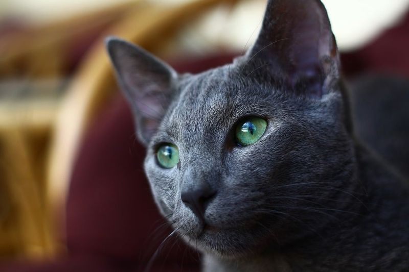 Fascinating Green-Eyed Felines