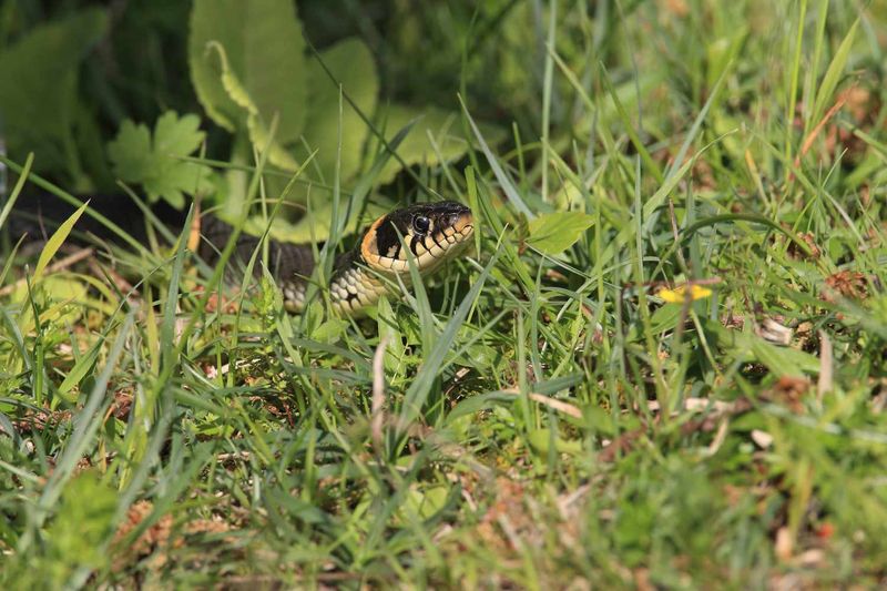Maintain Your Lawn Regularly