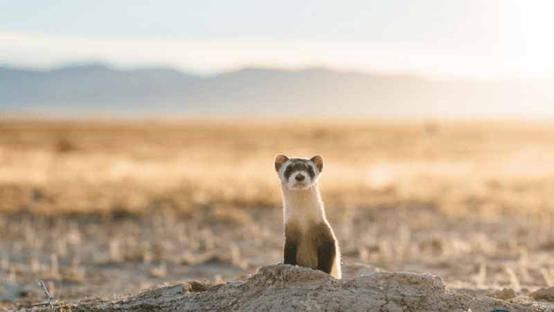 Black-Footed Ferrets Return To The Wild