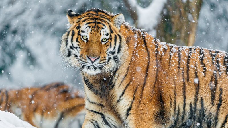 The Amur Tiger's Natural Habitat