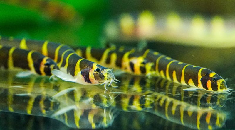 Kuhli Loach