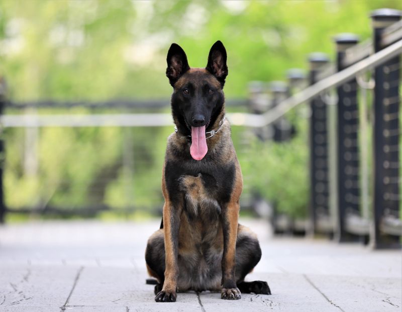 Livestock Specialists: Belgian Malinois