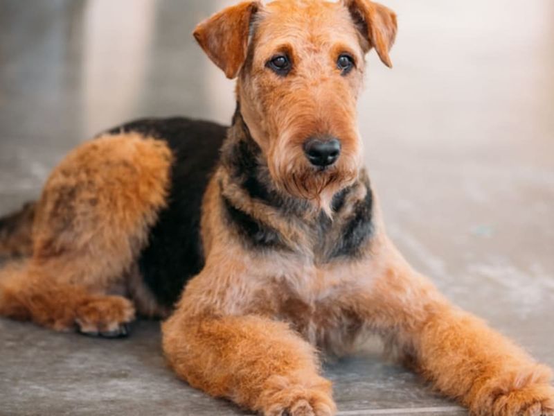 Trainable And Obedient
