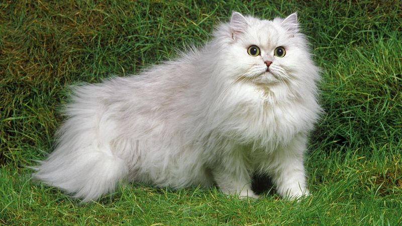 Personable Persians