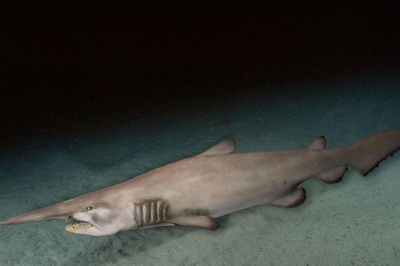 Expandable Jaws
