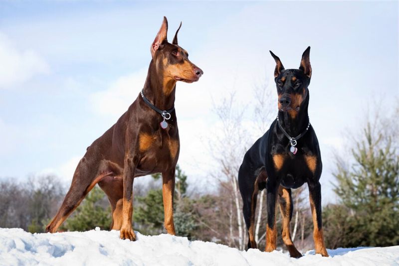 Guardians Of The Family