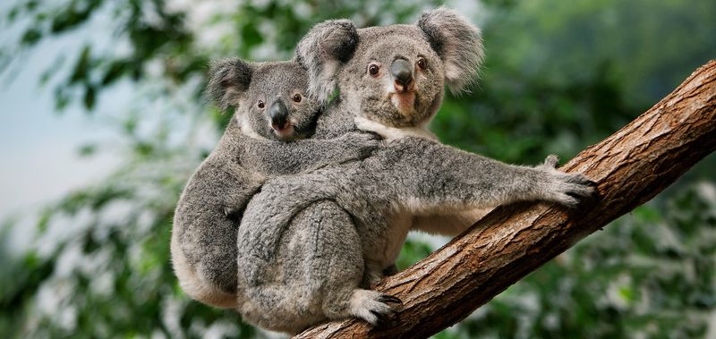 Adopt A Koala