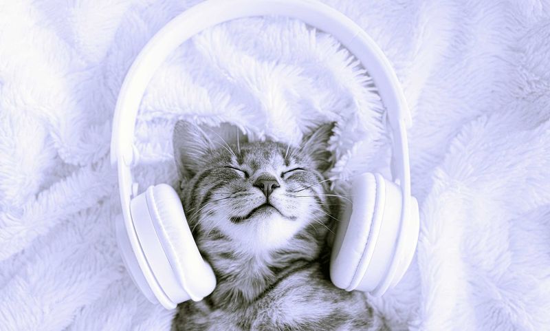 Consider Calming Music Or White Noise