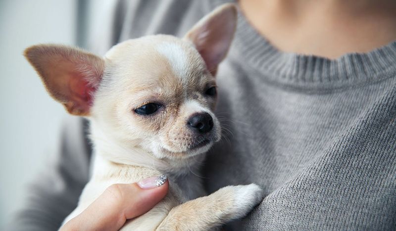Chihuahua