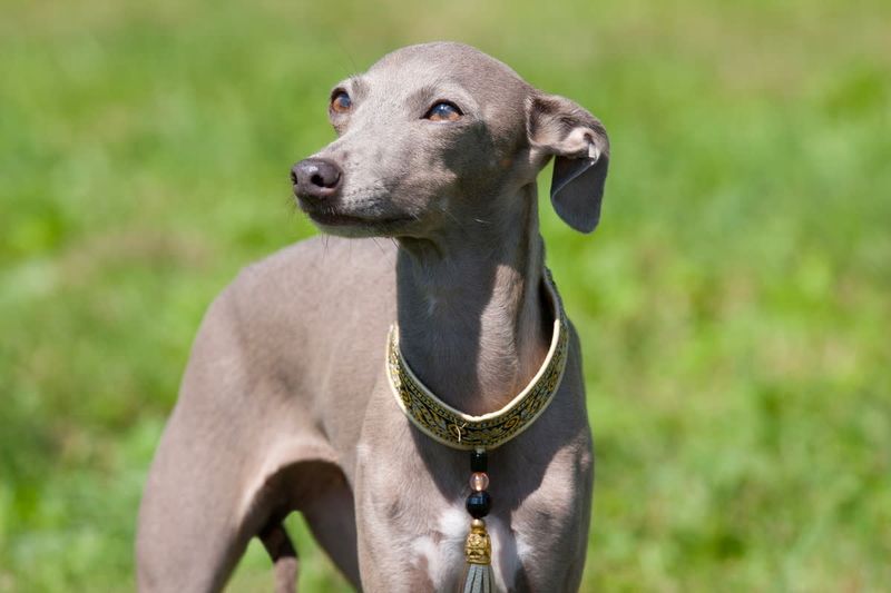 Italian Greyhound