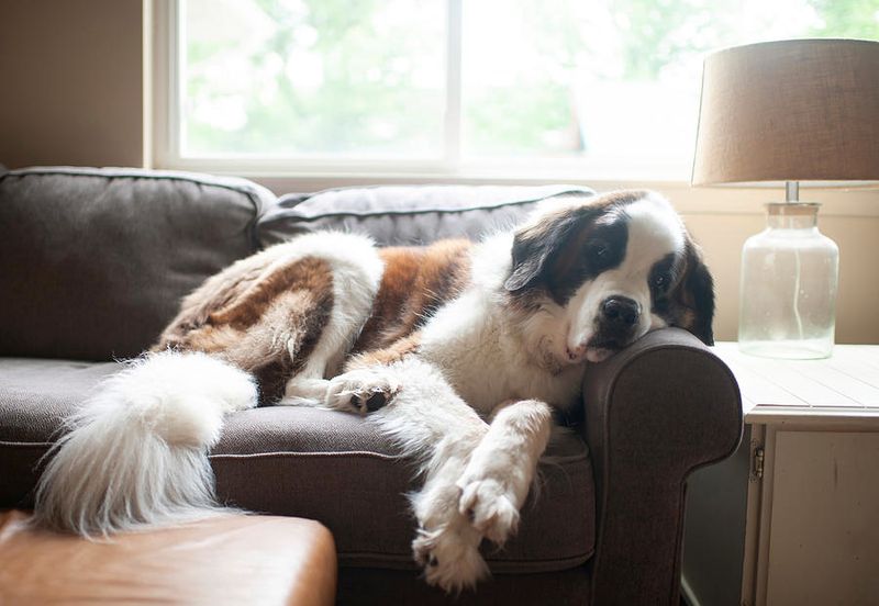 Saint Bernard: Gentle Giants Who Love Dreams