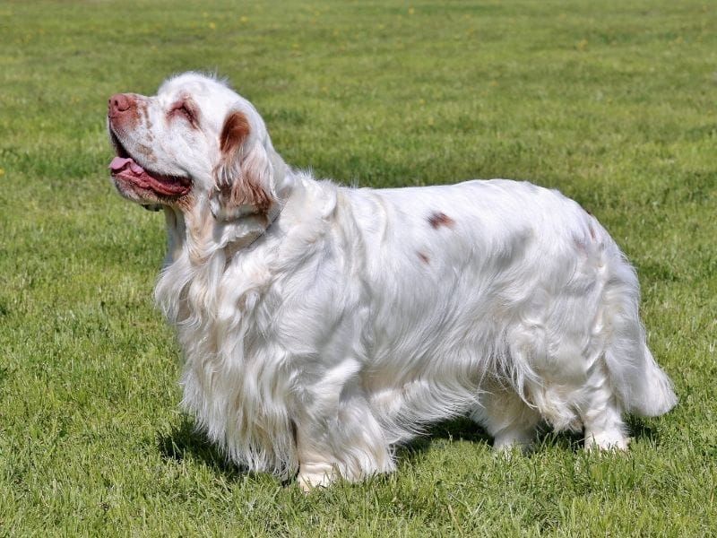 Clumber Spaniel - The Forgotten Calm Canine