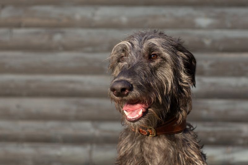 Scottish Deerhound