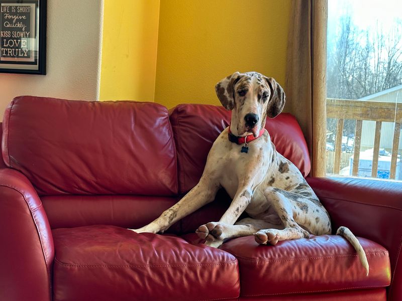 Great Danes
