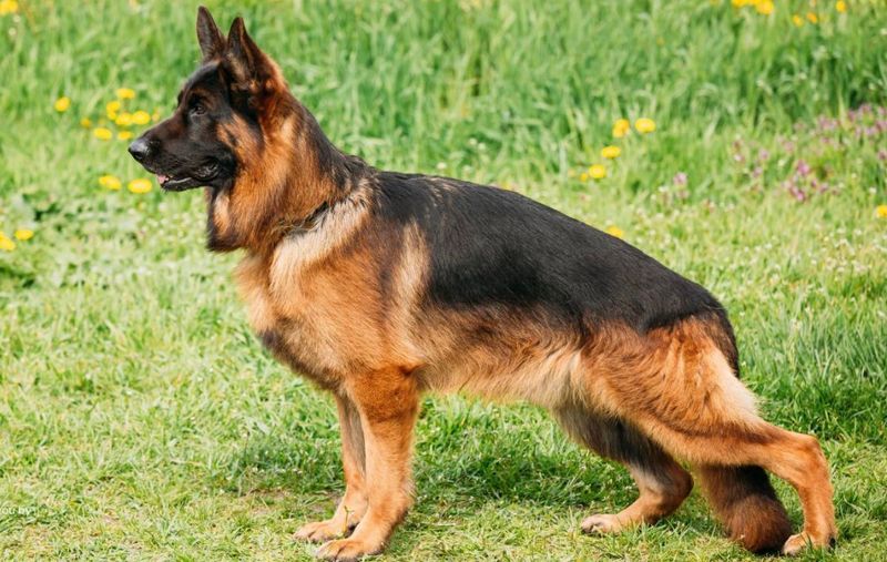 German Shepherds