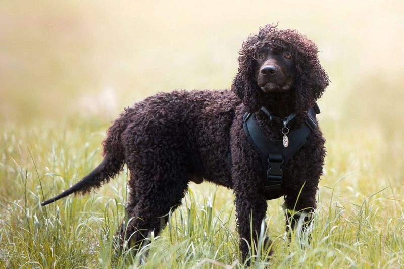 Irish Water Spaniel: The Curly-Coated Comedian