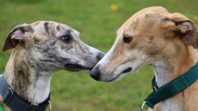 Greyhound