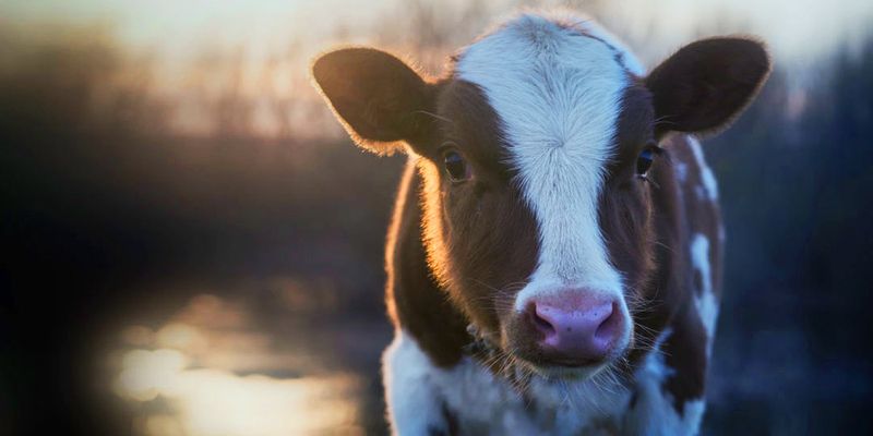 Modern Dairy Cows