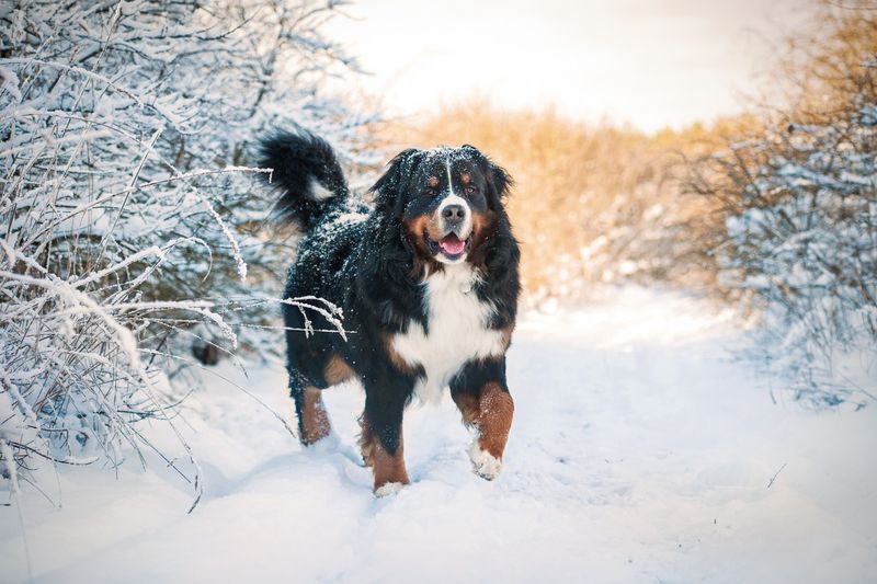 Bernese Mountain Dog: Alpine Puppies For Years