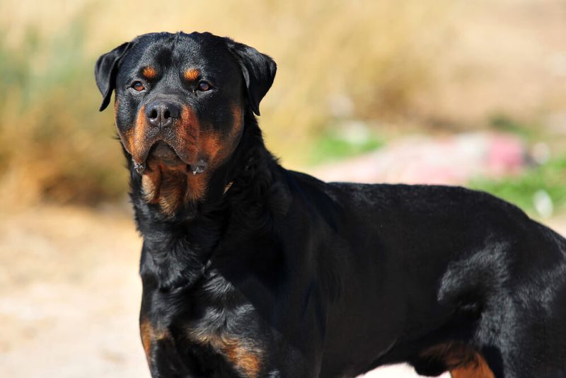 Rottweiler: The Butcher's Best Friend