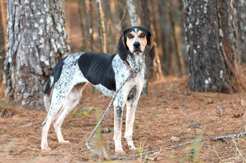 Bluetick Coonhound