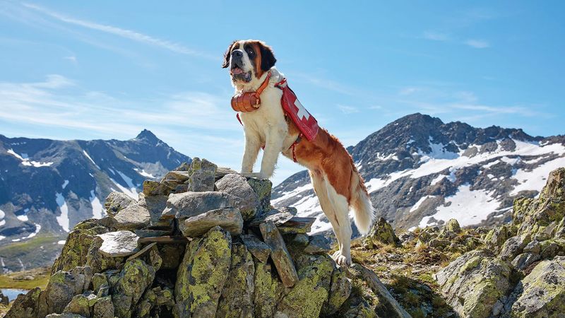 Saint Bernard