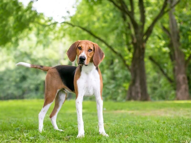 American Foxhound