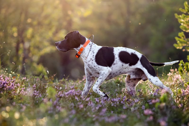 Pointer