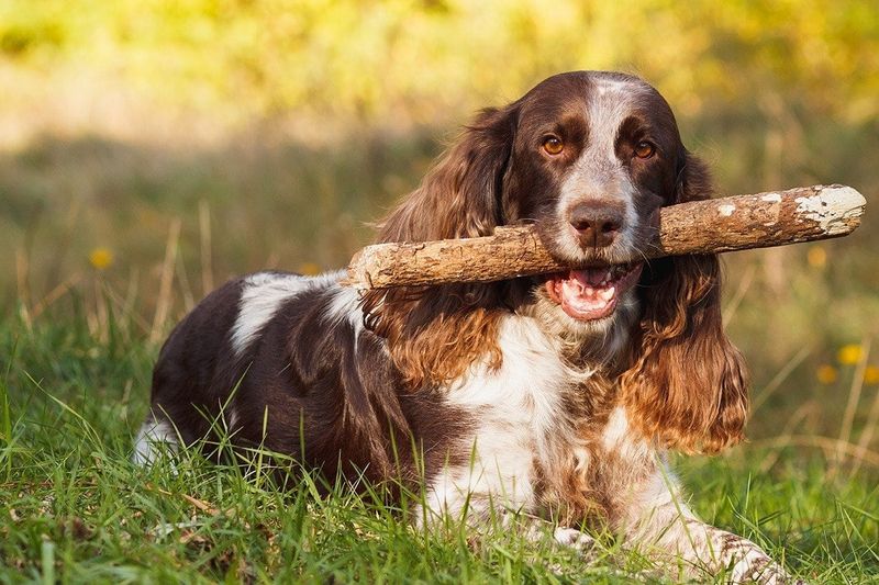 Russian Spaniel: The Versatile Eastern Hunter