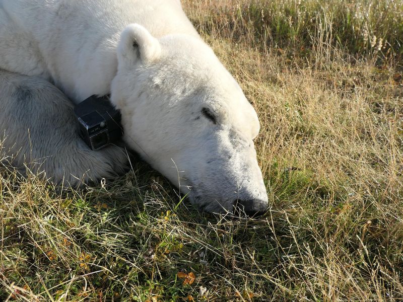 Longer Hibernation Periods